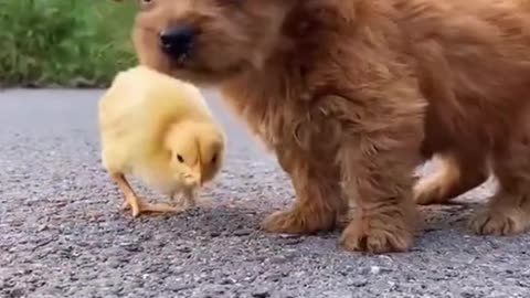 Cute dog puppies and duck baby play both