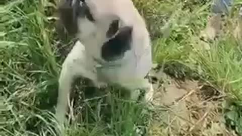 sassy dogs eat grass