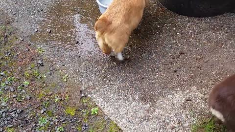 Puppies battle for digging rights