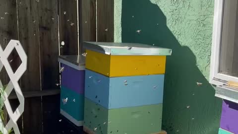 Calming Sounds of the SMZ Farms Bees