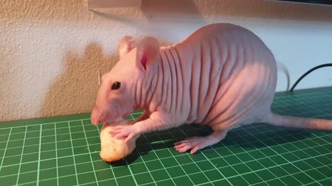 Naked Rat Eating Chicken And Grooming