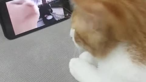 Cat dance while watching another cat dance on phone