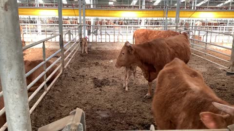 Cows Relaxing at Stable