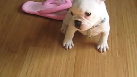 Cachorro de Bulldog Francés aprende a hablar con su dueño