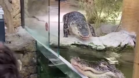 Our 2nd most viewed TikTok of 2021 🐊 Alligators have incredible jaw pressure 😳