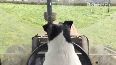 Black and white dog drives tractor in grass field
