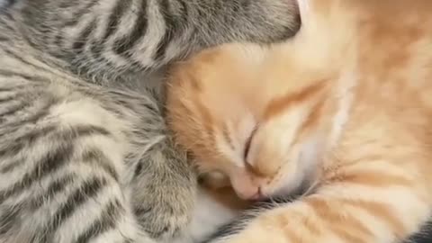 Love baby cats