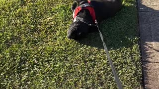 French Bulldog Refuses to Cooperate On Walk