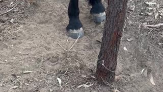 Horse Trapped On A Tree