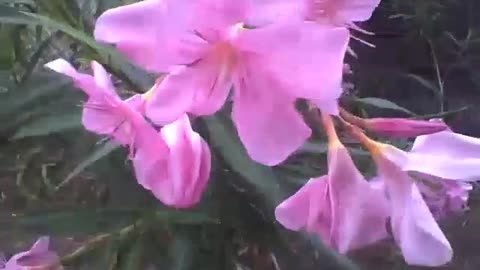 Pretty pink oleander flowers in front of the market, there are lots of bunches! [Nature & Animals]