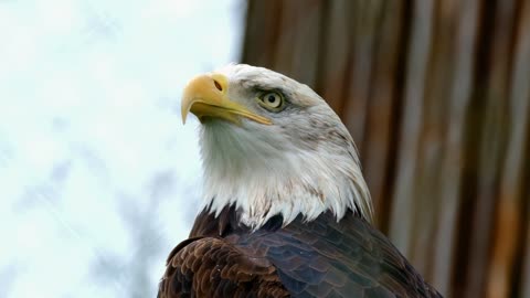 Falcons: The Kings of the Sky |Watch: "The Golden Eagle: King of the Mountains