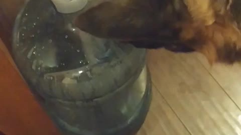 German sheperd tries to eat water cooler bottle