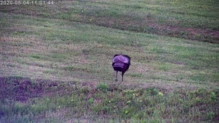 Hen Turkey Visits The Yard