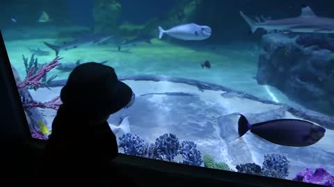 a little boy looking at fish in the large aquarium