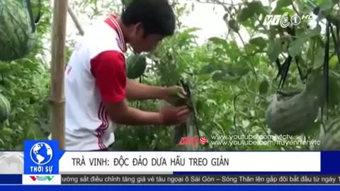 trồng dưa hấu