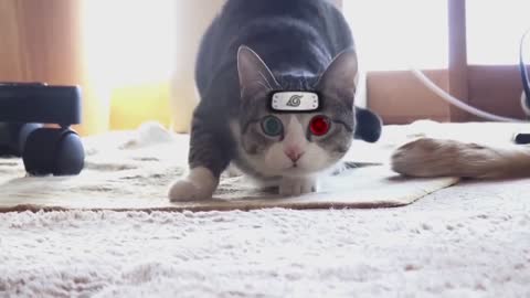 Cats with Naruto special effects!