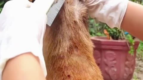 puppydog #puppy #ticks #dogtricks #fleas #animals #dogrescue #rescuedog h (3)