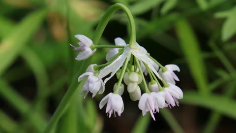 Nodding Onion