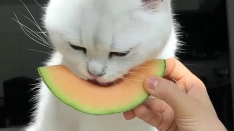 OMG so cute cat eating & relax
