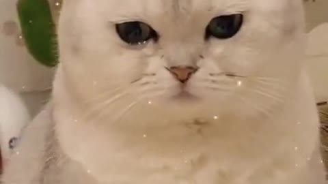 So sad cute cat video cat_crying cute video💔☹️😪