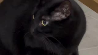 Adopting a Cat from a Shelter Vlog - Cute Precious Piper Finds a Dog Treat to Play With #shorts