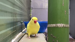 cute yellow parrot