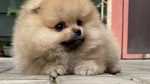 Cute Baby Puppy Dog Video | Cute Pets Animals Video