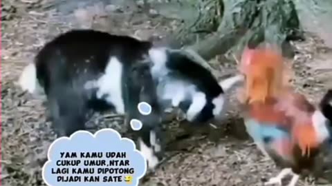 Rooster VS Kid Goat Fight