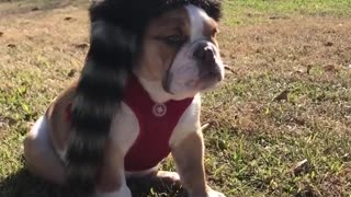 Dog wears coon skin cap david crockett cap in yard