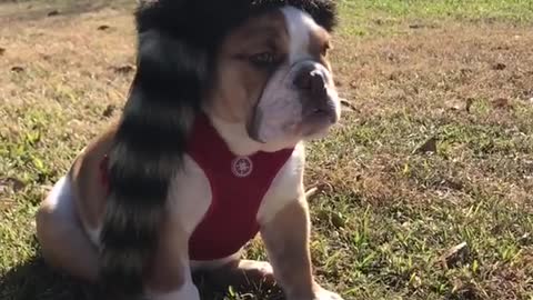 Dog wears coon skin cap david crockett cap in yard