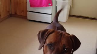 Mister Brown The Rhodesian Ridgeback; Use Your Voice!