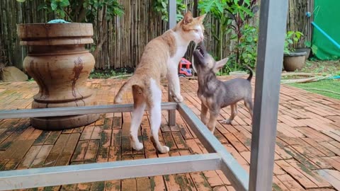 Puppy reaction to sibling kitten for the first time