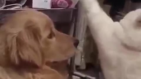 Funniest dogs and cats videos 😂😂