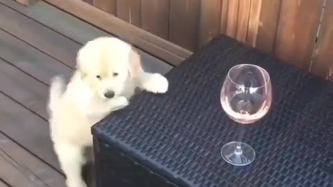 cute dog wants to have a drink.😂😂