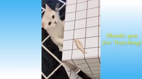 Watch funny pets and animals# trending