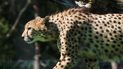 cheetah -fastest land animal