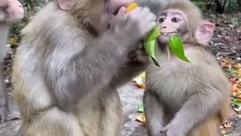 Monkey eating mango n having fun in summer