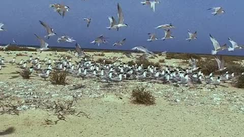 thousands of gulls birds around the beach