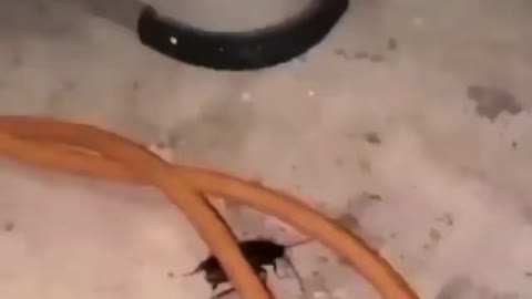 Rip cockroach