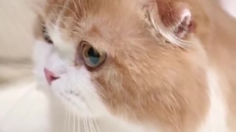 OMG So Cute Cats Best Funny Cat Videos 2021-2022 Shorts