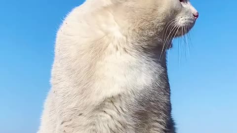 Super nice weather and super handsome cat