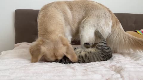 What does a Golden Retriever do when a Funny Cat Ignores Him