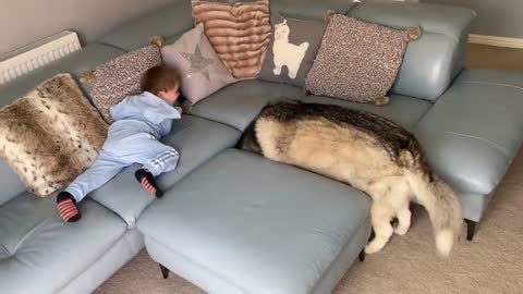 Hilarious Jealous Husky & Puppy When i cuddle Baby Prank! (CUTEST VIDEO EVER!)