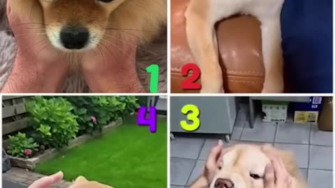 Who is Your Best😋 Tik Tok Meme Reaction 🤩#shorts #pomeranian