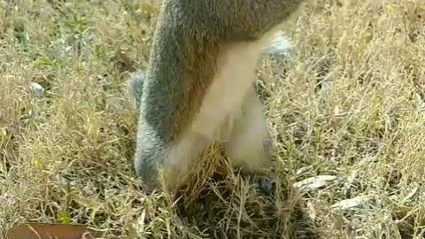 Squirrel peacans time