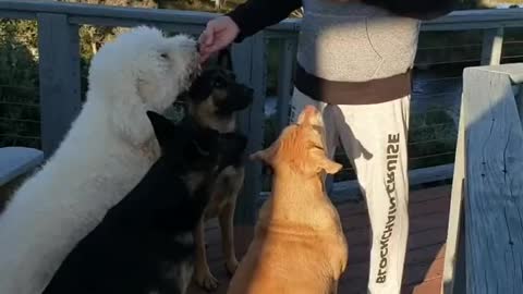 Johns feeding dogs He didn't realize I was recording him.