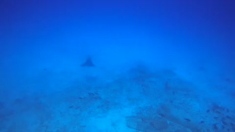 Swimming with a spotted eagle ray! Epic 🤙🤙