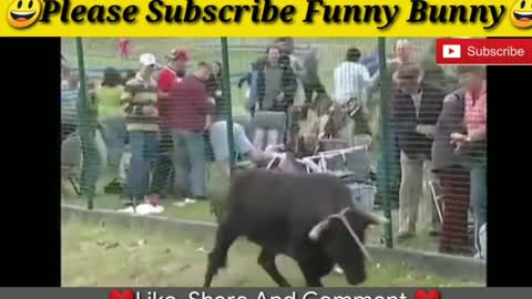 Best funny video Bulls fight fails