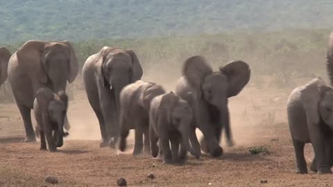 African elephants walking on a dusty ground