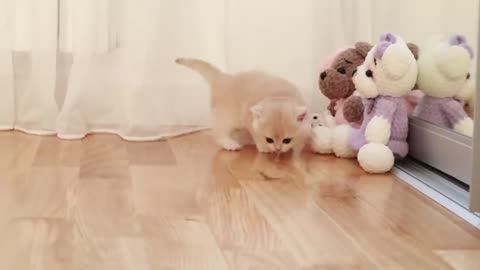 Kittens walk with a tiny chicken